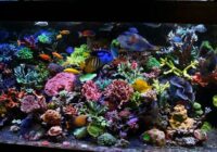 Saltwater Reef Tank – Choosing Your First Aquarium