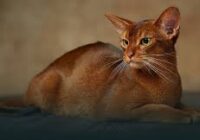 The Abyssinian Cat: A Fascinating Blend of Elegance and Energy