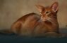 The Abyssinian Cat: A Fascinating Blend of Elegance and Energy